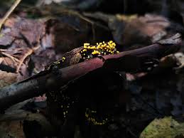 Attēlu rezultāti vaicājumam “Diachea subsessilis”