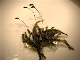 Attēlu rezultāti vaicājumam “Eurhynchium angustirete”