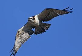 Image result for Pandion haliaetus