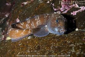 Image result for Anarhichas lupus