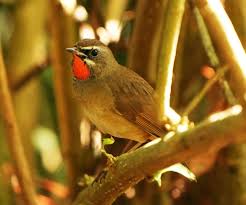 Image result for Luscinia calliope