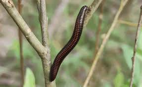 Attēlu rezultāti vaicājumam “Ommatoiulus vilnensis”