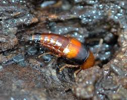 Attēlu rezultāti vaicājumam “Tachyporus sp.”