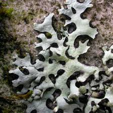 Attēlu rezultāti vaicājumam “Hypotrachyna sp.”