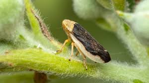 Attēlu rezultāti vaicājumam “Aphrophoridae imago”