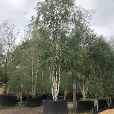 Attēlu rezultāti vaicājumam “Betula pubescens”