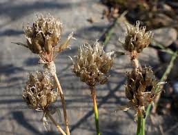 Attēlu rezultāti vaicājumam “xComagaria rosea  flower”