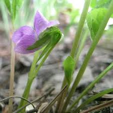 Attēlu rezultāti vaicājumam “Viola mirabilis leaf”