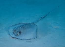 Image result for Hypanus americanus