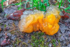 Attēlu rezultāti vaicājumam “Diachea subsessilis young”