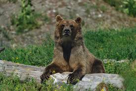 Attēlu rezultāti vaicājumam “Ursus arctos”