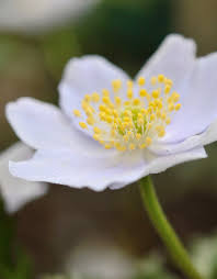 Image result for Buschwindröschen