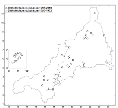 Attēlu rezultāti vaicājumam “Orthotrichum cupulatum var. riparium”