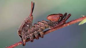 Attēlu rezultāti vaicājumam “Stauropus fagi larva”