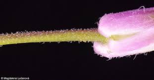 Attēlu rezultāti vaicājumam “Hesperis matronalis bud”