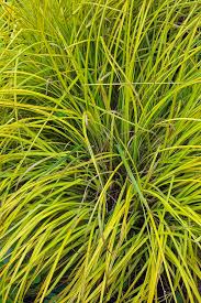 Attēlu rezultāti vaicājumam “Carex elata”