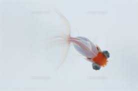 Image result for 出目金