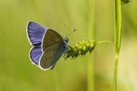 Attēlu rezultāti vaicājumam “Erebia ligea upperside”