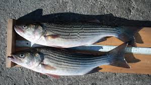 Image result for Morone saxatilis