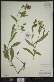 Attēlu rezultāti vaicājumam “Centaurea phrygia”