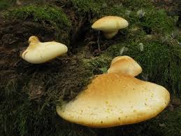 Attēlu rezultāti vaicājumam “Buglossoporus quercinus”