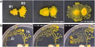Attēlu rezultāti vaicājumam “Physarum nitens plasmodium”