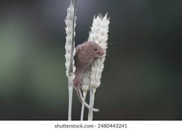 Attēlu rezultāti vaicājumam “Muridae”