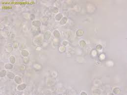 Attēlu rezultāti vaicājumam “Radulomyces confluens”