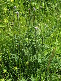 Attēlu rezultāti vaicājumam “Centaurea scabiosa leaf”