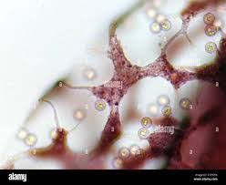 Attēlu rezultāti vaicājumam “Cribraria vulgaris macro”