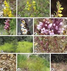 Attēlu rezultāti vaicājumam “Odontites vulgaris flower”