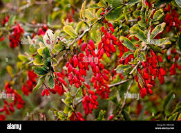 Attēlu rezultāti vaicājumam “Berberis vulgaris fruit”