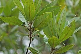 Attēlu rezultāti vaicājumam “Polymerus palustris”