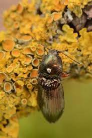 Attēlu rezultāti vaicājumam “Selatosomus aeneus”