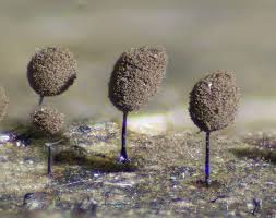 Attēlu rezultāti vaicājumam “Comatricha pulchella spores”