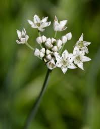 Image result for Allium tuberosum