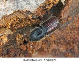 Attēlu rezultāti vaicājumam “Hylastes sp.”