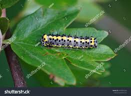 Attēlu rezultāti vaicājumam “Diloba caeruleocephala”