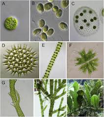 Attēlu rezultāti vaicājumam “Chlorophyta”