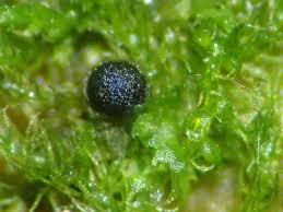 Attēlu rezultāti vaicājumam “Colloderma oculatum”