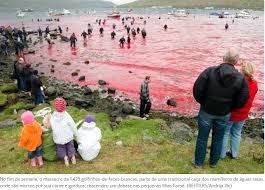 Image result for massacre golfinhos dinamarca