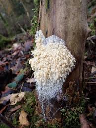 Attēlu rezultāti vaicājumam “Brefeldia maxima macro”