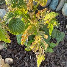 Attēlu rezultāti vaicājumam “Rubus nessensis leaf”