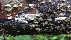 Attēlu rezultāti vaicājumam “Skeletocutis stellae”