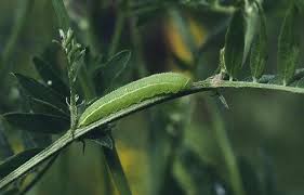 Attēlu rezultāti vaicājumam “Leptidea sinapis underside”