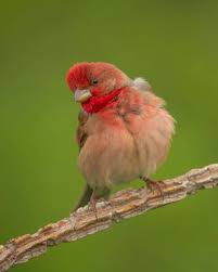 Attēlu rezultāti vaicājumam “Carpodacus erythrinus”