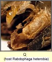 Attēlu rezultāti vaicājumam “Rabdophaga heterobia”