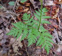 Attēlu rezultāti vaicājumam “Botrychium virginianum”
