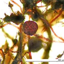 Attēlu rezultāti vaicājumam “Bryum neodamense macro”