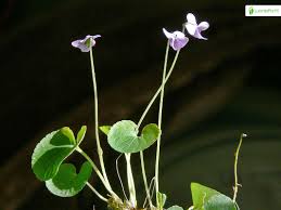 Attēlu rezultāti vaicājumam “Viola palustris leaf”